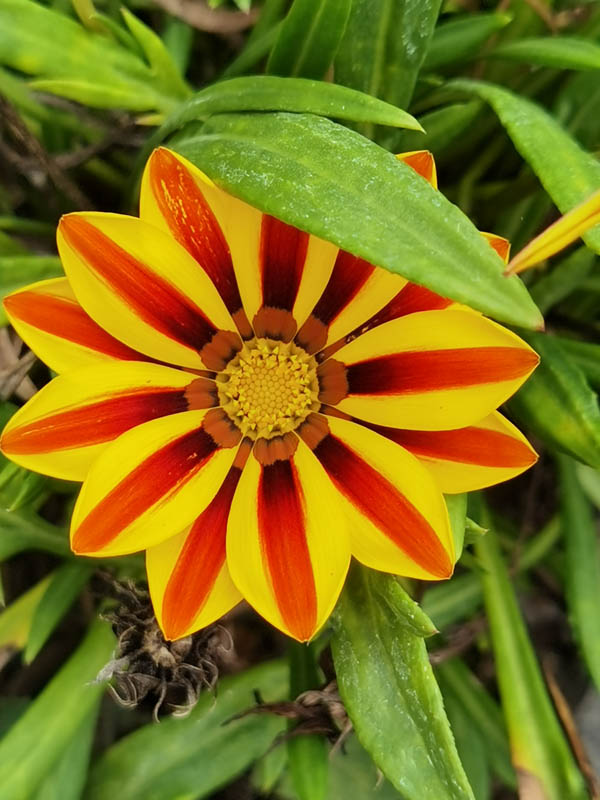 Gazania rigens hort